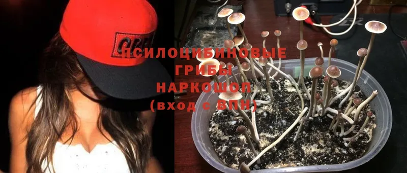 Галлюциногенные грибы Psilocybe  нарко площадка наркотические препараты  Чишмы  где продают  